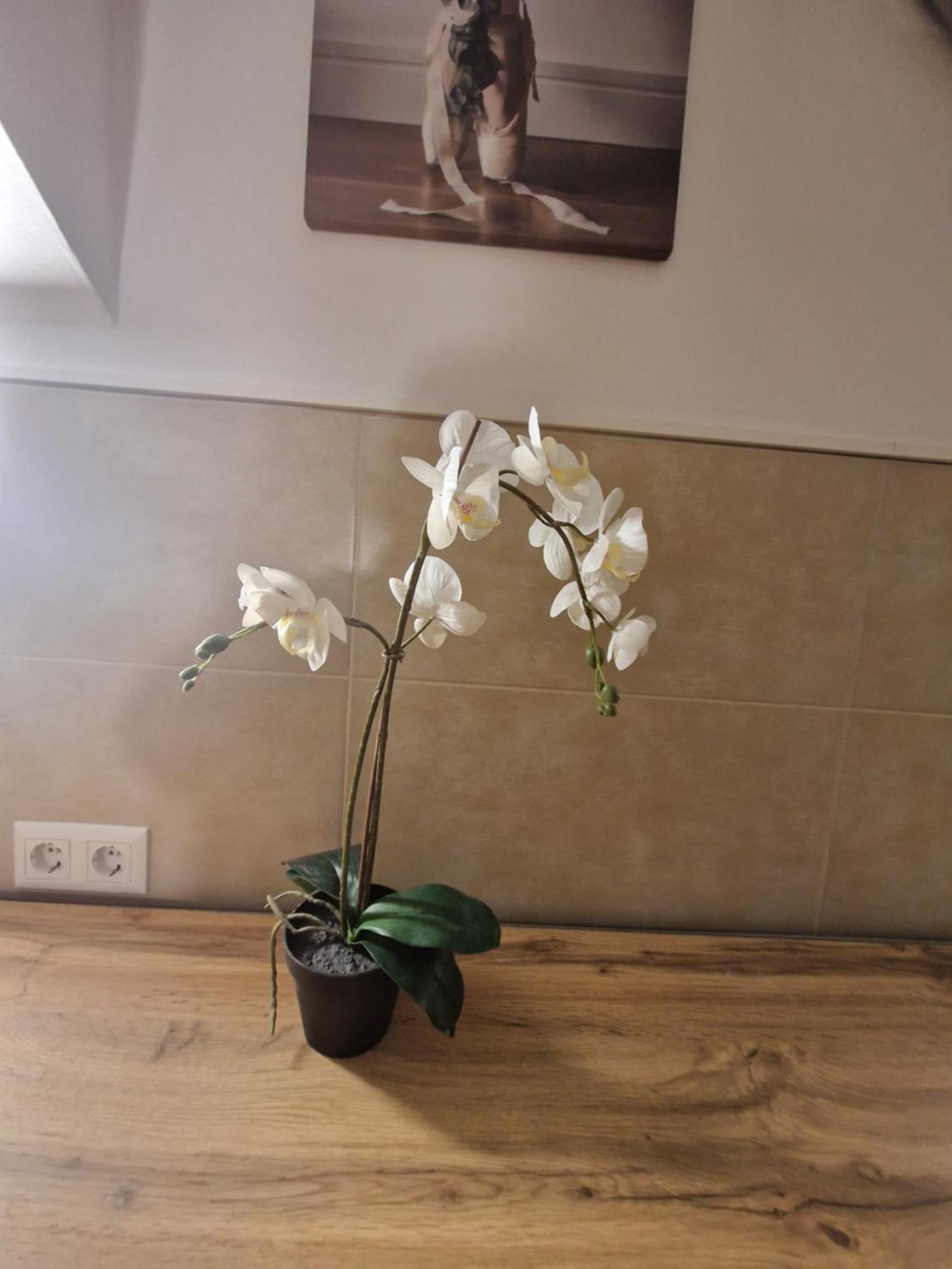 Gent Apt Viyana Dış mekan fotoğraf